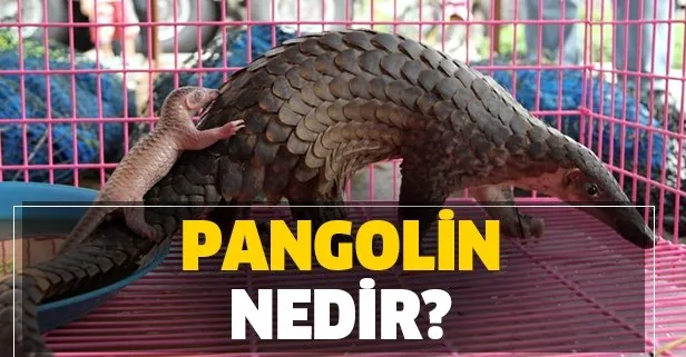 Pangolin nedir, pulları ne işe yarıyor? Korona virüsü insanlara pangolinden mi bulaştı?