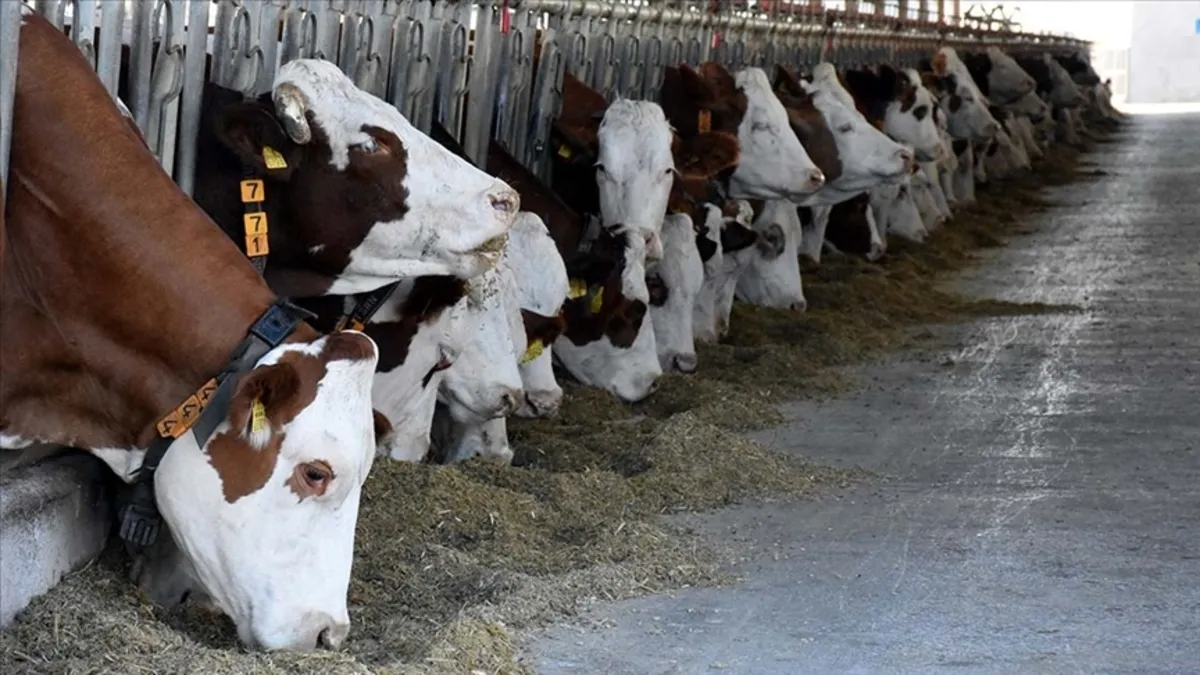 Kırsalda Bereket Hayvancılığa Destek Projesi 2025 sonuç sorgulama ekranı! Tarım ve Orman Bakanlığı proje sonuçları açıklandı mı?