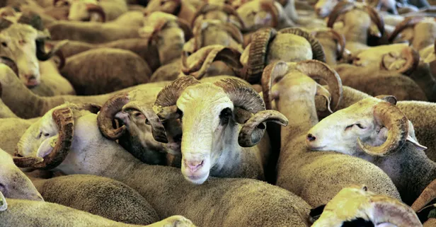 15 Temmuz bayramla birleşti mi? 2021 Kurban Bayramı ne zaman, tatil kaç gün sürecek? Kurban Bayramı tatili uzatıldı mı?