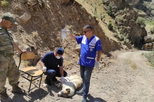 Anne köpeği yılan ısırdı