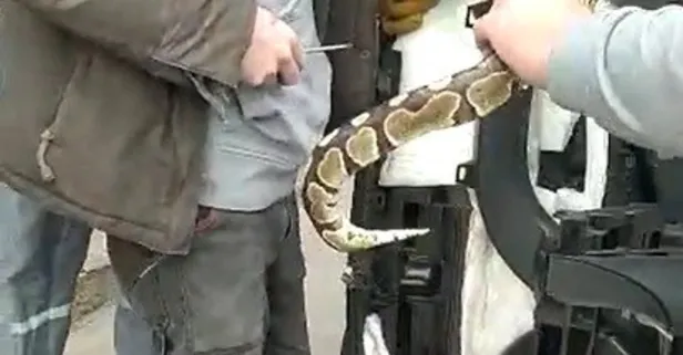 Beslediği yılan arabaya saklandı! Sahibi yılanına kavuştu