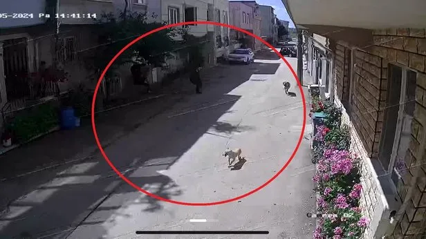 Bursada sokak köpeklerinin saldırdığı 3 çocuktan 2si yaralandı: Olay anı kamerada
