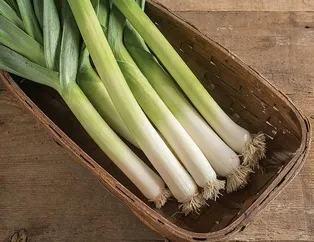 Prostatın çaresi pırasa