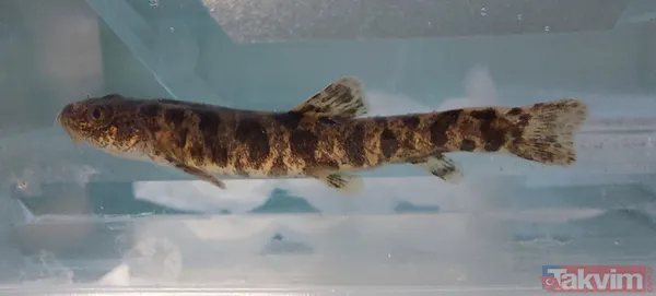 Van Gölü'nde yaşayan ikinci tür tescillendi: Van Gölü küçük mercan balığı - 12