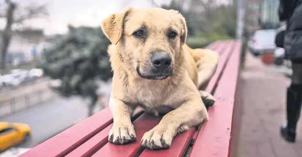 Başıboş köpek sorunu nasıl çözülecek? TBMM harekete geçti! İşte Avrupa'da sahipsiz sokak köpekleri için yapılan uygulamalar…