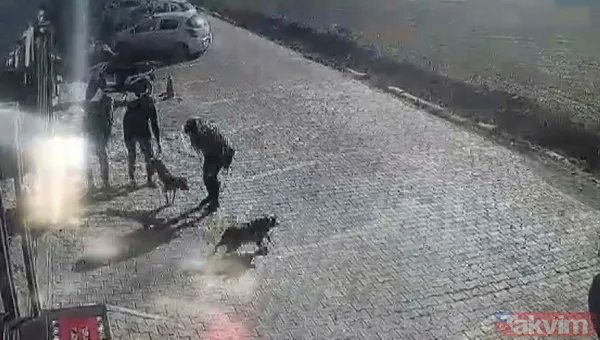 Asiye Ateş'ten sonra bir pitbull dehşeti daha! Dehşet anları anbean kamerada! - 1