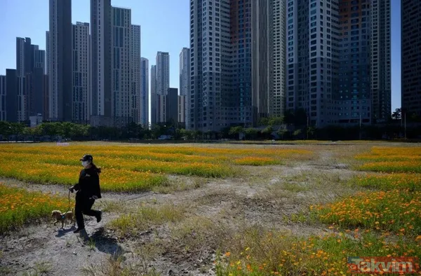 Güney Kore köpek eti yemeyi yasaklıyor! Her yıl 1 milyon adet katlediliyor - 10