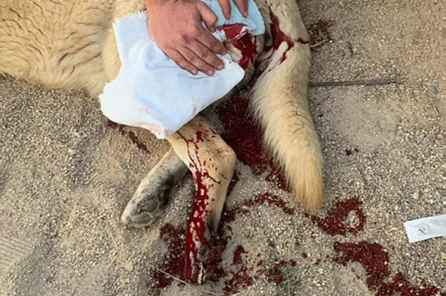 Kuşadası'nda sokak köpeğini bıçakladı!
