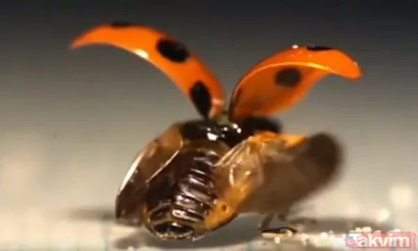 Kın Kanatlı Familyasından Böceklerin Çabucak Kanatlarını Açıp Uçmaya Başladığını Ve 'Kusursuz Bir Kanat Sistemleri' Olduğunu Belirten Saito, "Uğur Böceğinin...