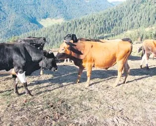 Vahşete kurban gitti