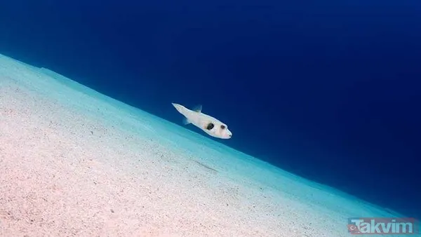 İzmir'de görülen aslan balığı tehlike saçıyor! (Dünyanın en tehlikeli hayvanları) - 5