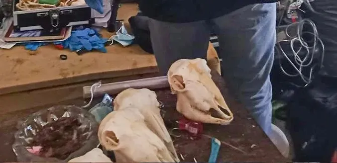 yemek-icin-mezarliktan-ceset-caldi-akillara-durgunluk-veren-olay-1782401153350.jpeg Mezarlıktan çaldığı cesetlerle kendine yemek hazırladı! Akıllara durgunluk veren olay-4