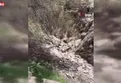 Batman'da 'porsuk' görüntülendi