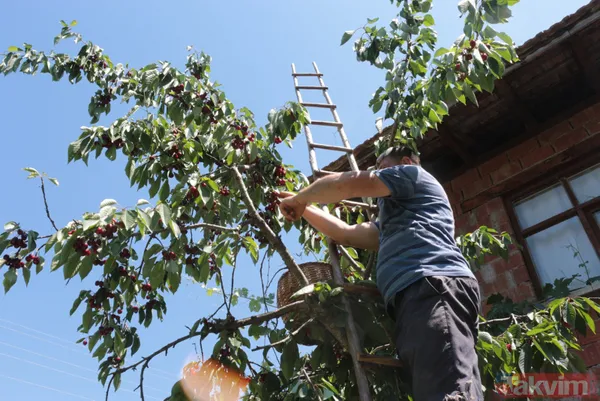 Balıkesir Bigadiç'te 650 rakımlı mahallede yetişen kirazın kilosu bahçede 2 lira pazarda 15 lira - 7