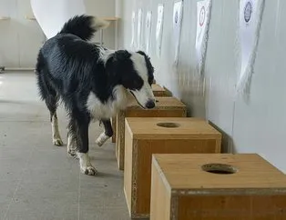 Koronavirüsü teşhis eden dedektör köpek yetiştirildi