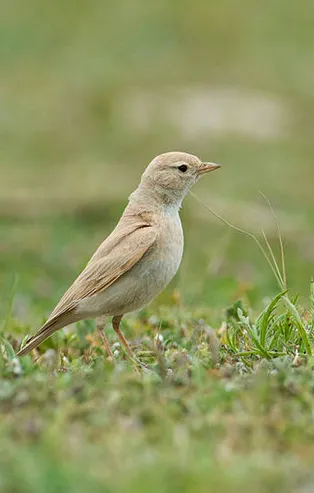 Türkiye’de ilk kez 'Küçük Çöl Toygarı’ görüldü