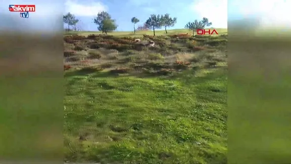 Balıkesir'de kangal köpeği ile kurdun boğuştu anlar kamerada | VİDEO