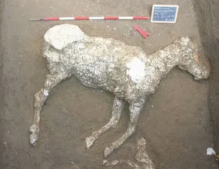 İtalya'da bulunan Pompeii Antik Kenti'nde taşlaşmış at bulundu!
