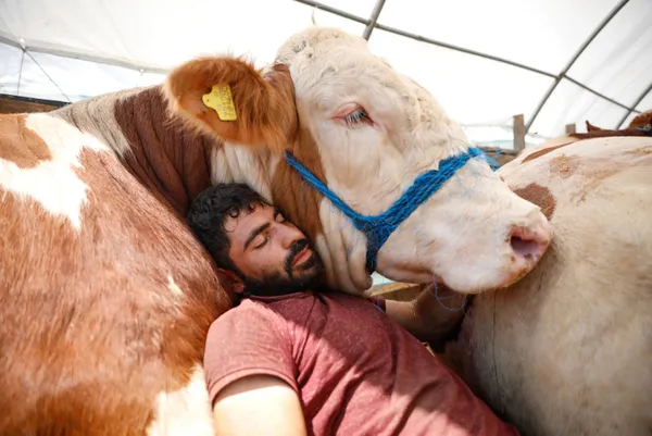 kurban-bayrami-icin-eruzurumdan-istanbula-getirdigi-bogasiyla-uyuyor-1626336447492.jpg Kurban Bayramı için Erzurum'dan İstanbul'a getirdiği boğasıyla uyuyor-7