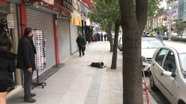 sahipsiz-pitbull-sokak-kedisini-telef-etti-o-anlar-kamerada-1614753144900.jpg Sahipsiz pitbull sokak kedisini telef etti! O anlar kamerada-4