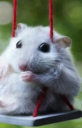 Rüyada fare görmek ne anlama gelir? | Rüyada farenin ısırdığını görmek, fare kovalamak ve yakalamaya çalışmak neye yorumlanır? Rüyada fare ölüsü görmenin dini yorumu