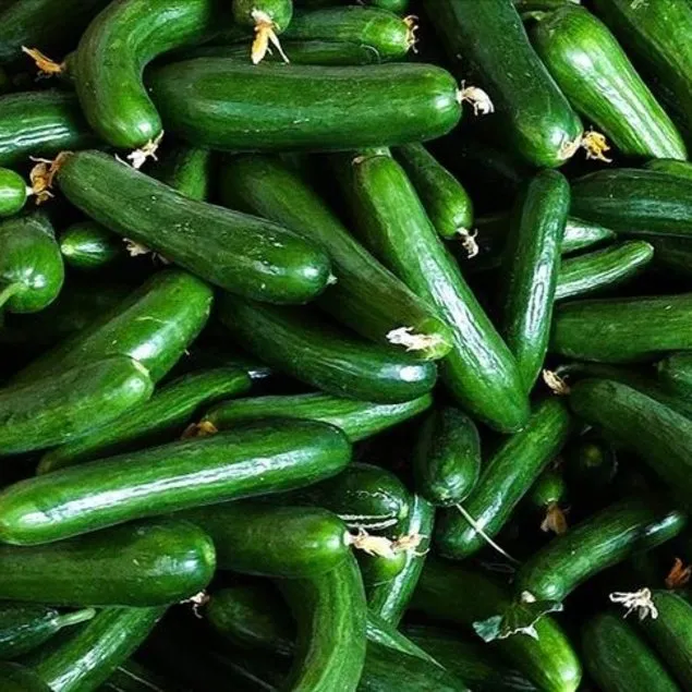 Sırrı salatalık