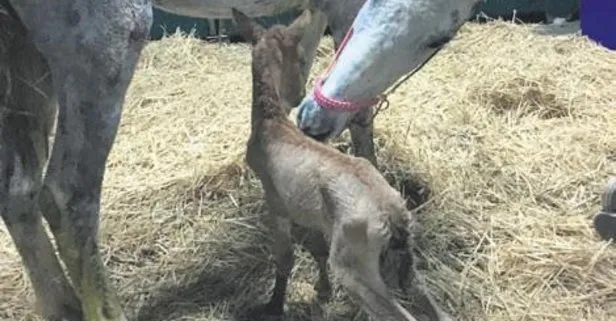 Ocak’ta Büyükada’da çıkan yangında yaralanan hamile ata Sinem ile Mustafa Uslu sahip çıktı