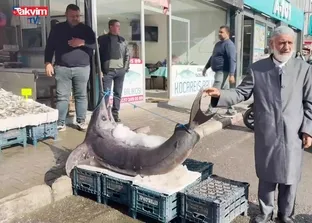 Hatay 138 kiloluk dev kiloluk kılıç balığı!