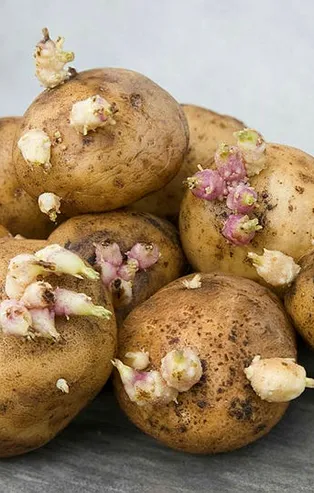 Soframızın vazgeçilmezi ama... Dikkat bu patatesler öldürüyor!