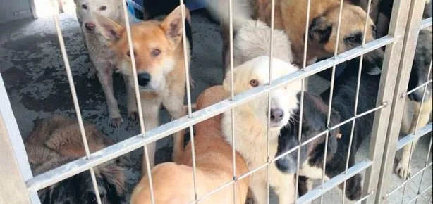 İnsanları yakamadı köpekleri yaktı