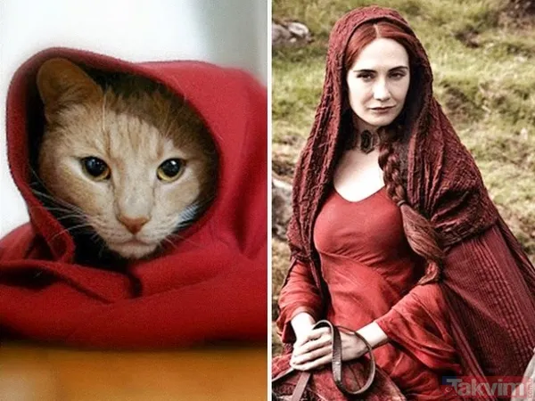 Kediler ve film karakterleri arasındaki benzerlik - 16