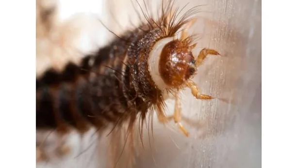Evlerimizde aniden ortaya çıkıyor! İstanbul, Ankara, Antalya, Sivas, İstanbul, Bursa tüm Türkiye'ye acil önlem uyarısı!-4