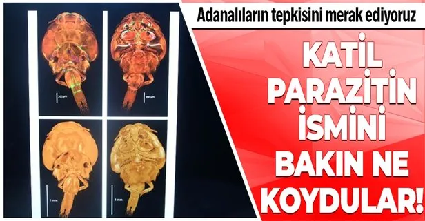 Keşfettikleri balık katili parazite Adana’yı onurlandırmak için ’Adana’ ismini verdiler