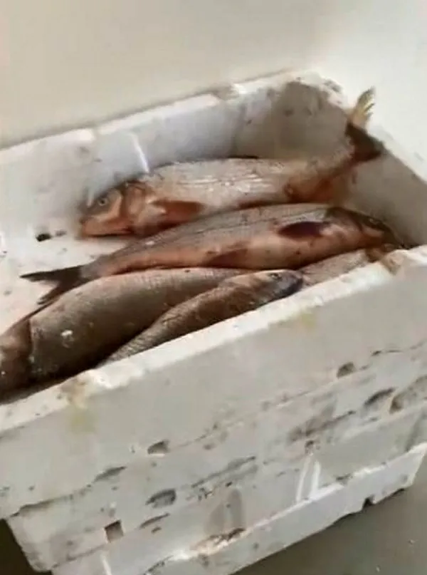 istanbulda-kacak-olarak-avlanan-400-kilogram-akbaliga-el-konuldu-1644992658565.jpg İstanbul'da kaçak olarak avlanan 400 kilogram Akbalığa el konuldu-2