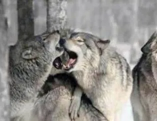 Çok komik bunlar ya!