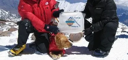 RUBİA İSİMLİ BİR KÖPEK ACONCAGUA DAĞI ZİRVESİNE ÇIKARAK BU ALANDA BİR DÜNYA REKORU KIRDI