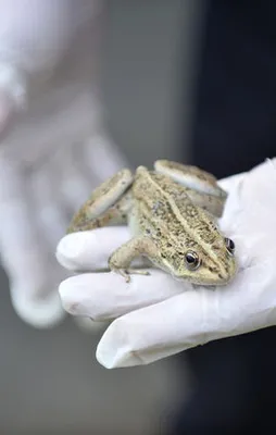 Kurbağaları girişimciler için yetiştiriyor