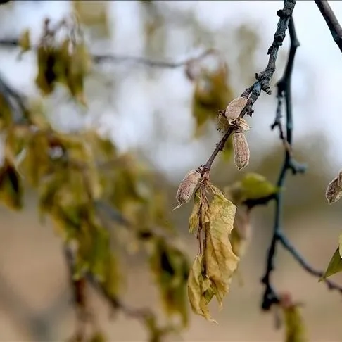 Don mağduru çiftçiye 21 milyar lira