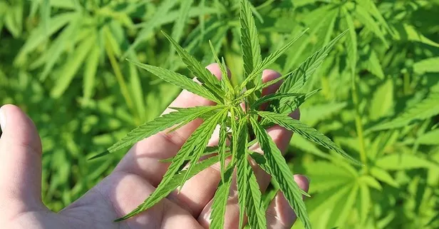 Tayland'da hükümet evlerde yetiştirilsin diye 1 milyon kenevir dağıtacak