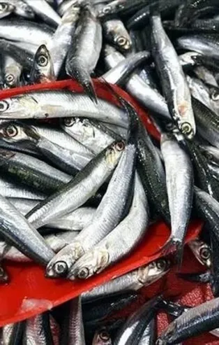 Hamsinin kulağına kar suyu kaçtı