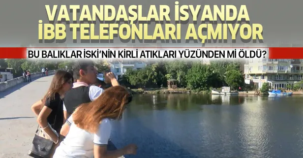 Küçükçekmece Gölü'nde ölü balıklar kıyıya vurdu, İBB yine suskunları oynadı!