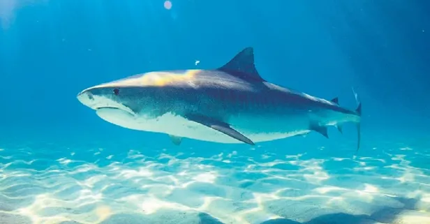 Marmara Denizi'nde ekolojik kriz: Köpek balıkları kıyıya yöneldi