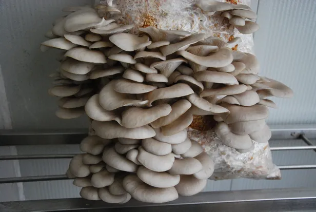 yan-gelir-olsun-diye-adim-atti-parayi-buluyor-iki-odadan-aylik-kazanci-yaklasik-30-bin-lira-1610730644690.jpg Yan gelir olsun diye adım attı parayı buluyor! İki odadan aylık kazancı yaklaşık 30 bin lira...-10