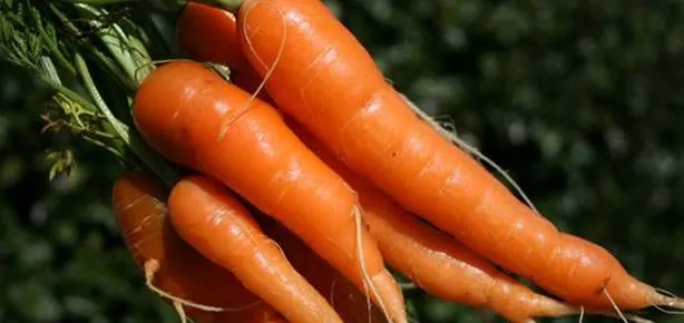 Havuç ye felç olma