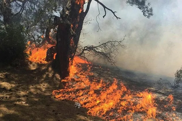 Son dakika: Antalya Lara'da ormanlık alanda yangın!