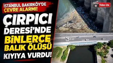 Çırpıcı Deresi'nde balık ölümleri