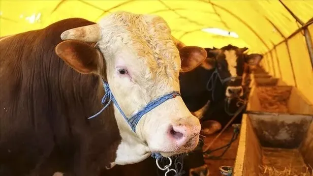 Kurban Bayramı tatili 9 gün mü oldu? Kurban Bayramı ne zaman, hangi ayda 2022? Kurban Bayramı tatili kaç gün, uzatıldı mı?-2