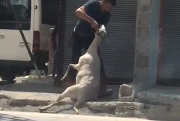 Adaklık koyuna işkence etti! İfadesi hayrete düşürdü