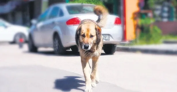 Sokak köpeği parçaladı