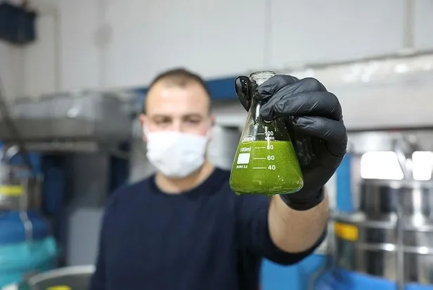 Yağı 250 çekirdeği 2,5 lira! Yeşil elmas olarak bilinen avokadonun yağına yoğun talep-6